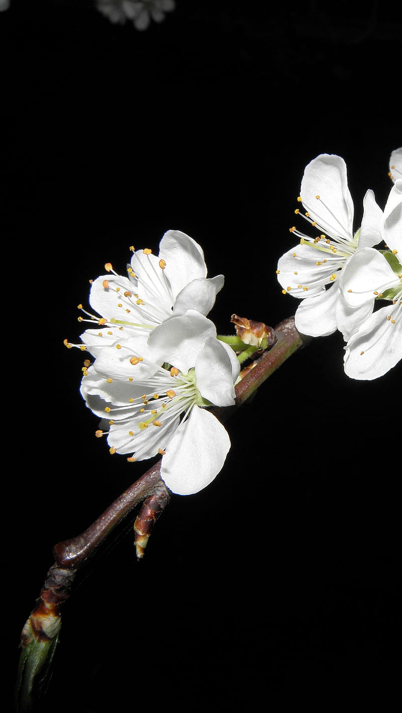 Plum blossom, flora, flower, nature, HD phone wallpaper | Peakpx