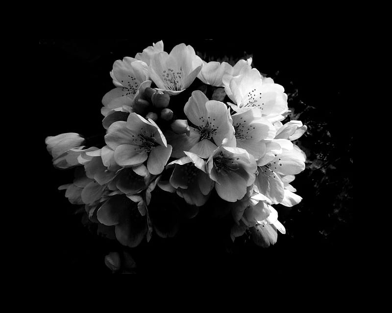 Black and White, sakura, bunch, flower, blossoms, HD wallpaper