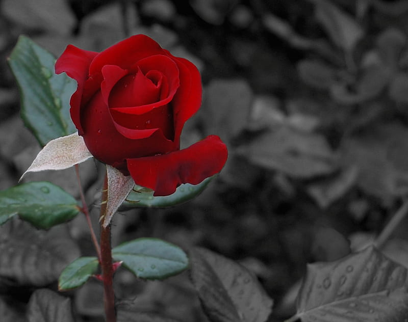 kiss from a rose, red, rose, garden, single, kiss, HD wallpaper