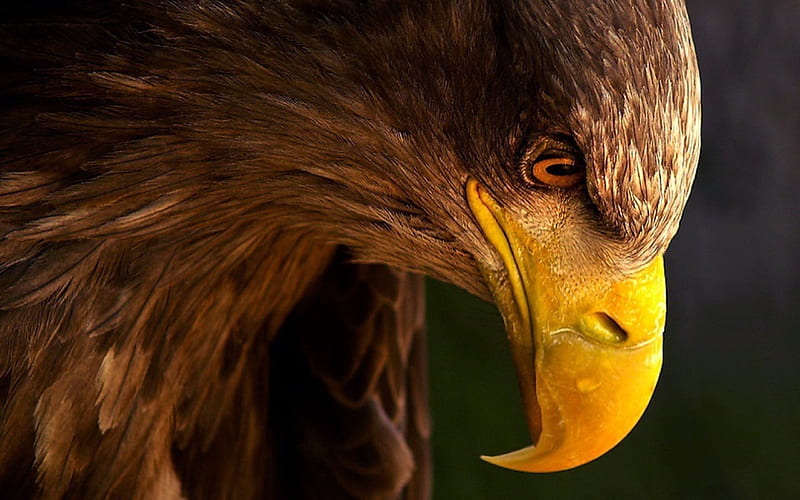 eagle, birds, profile, hawk, predator, HD wallpaper