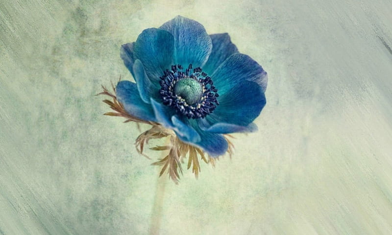 Anemone, stilllife, flower, petals, blue, HD wallpaper