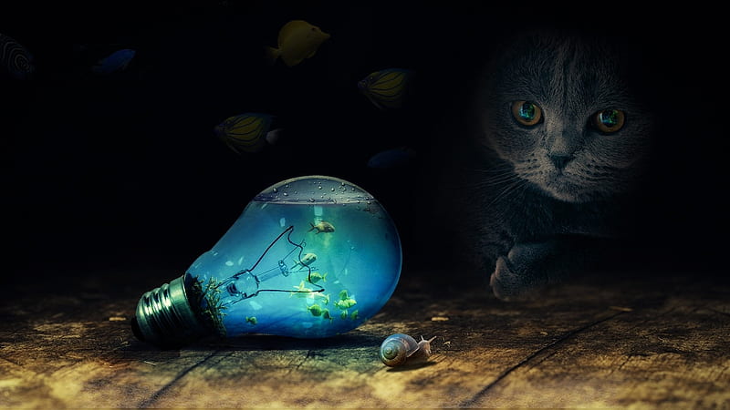Cat Watching Fish in a Light Bulb, cat, cg, fish, animal, HD wallpaper