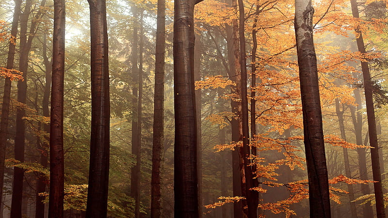Earth, Fall, Forest, Tree, Trunk, HD wallpaper