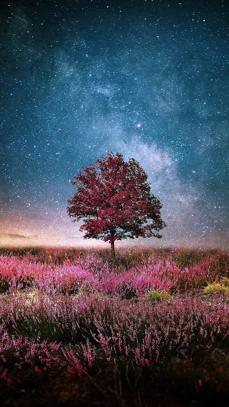 Lonely tree, blue sky, nature, nebula, red tree, stars, HD phone wallpaper  | Peakpx