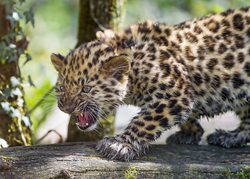Young leopard, leopard, tree, Young, animal, HD wallpaper