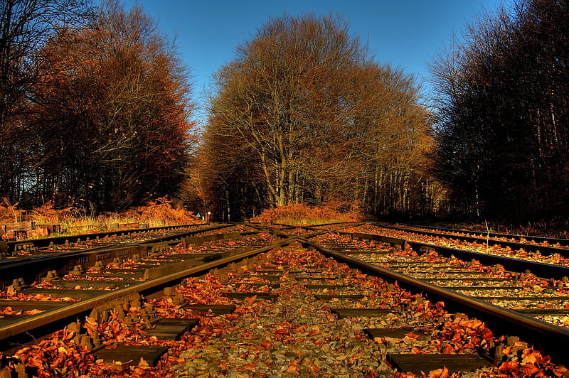 crossroads, fall, autumn, leaves, traintracks, nature, HD wallpaper