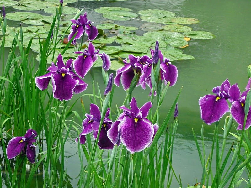 IRIS ON THE LILY POND, bearded iris, water, green, purple, lily pads, plants, wetlands, flowers, ponds, waterside, HD wallpaper