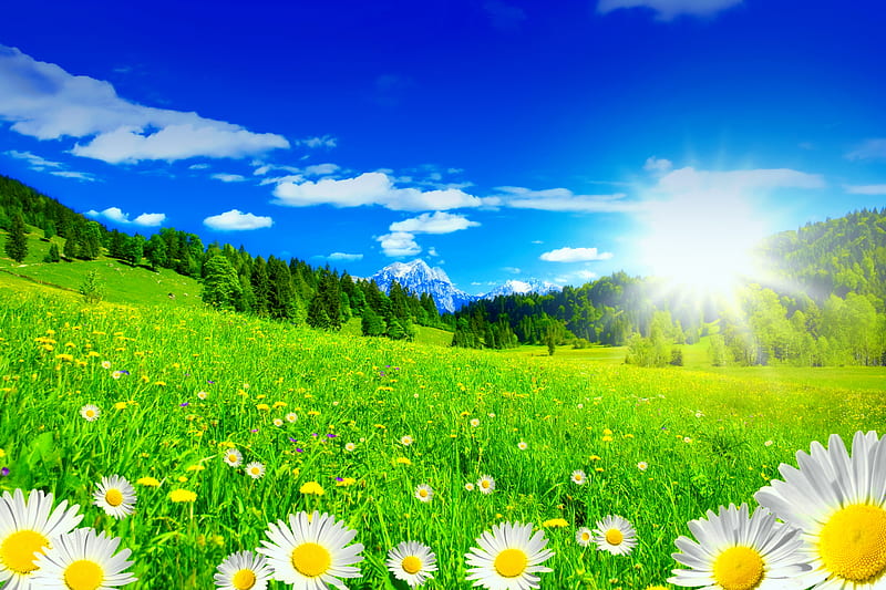 Summer meadow lit by the sun, pretty, glow, sun, grass, shine, bonito, camomile, mountain, flowers, sunlight, spring, sky, freshness, daisies, rays, slope, summer, field, meaodw, HD wallpaper
