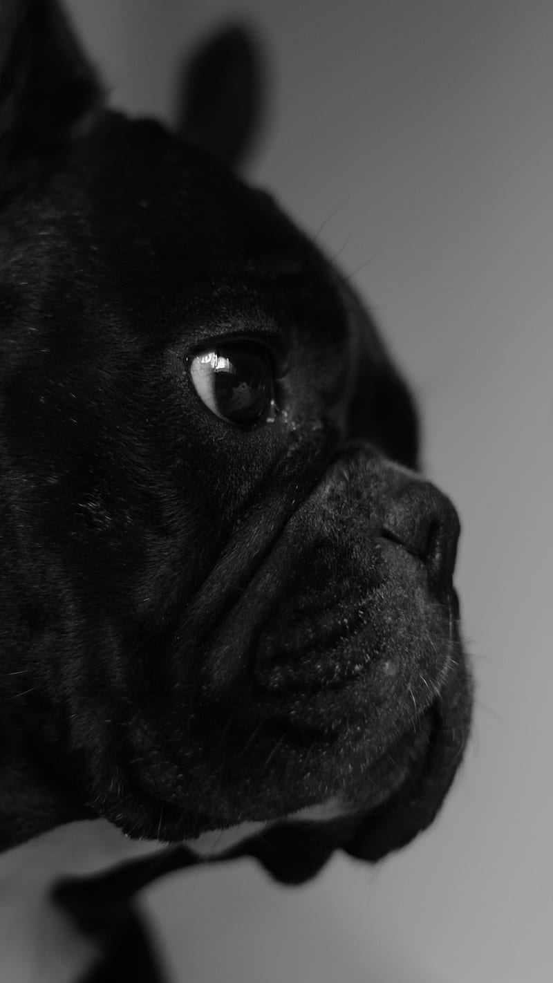 Black Dog, black, dog, HD phone wallpaper