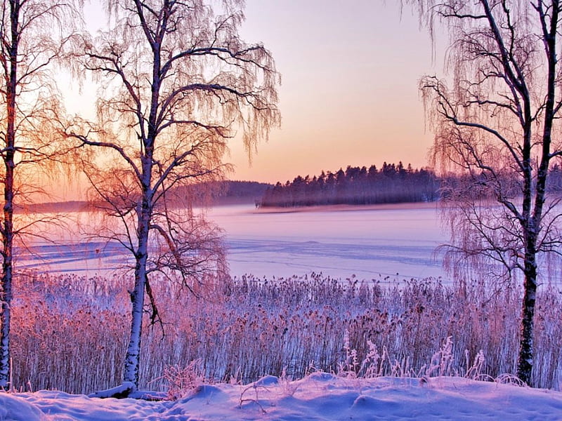 Lilac winter, lilac, snow, trees, lake, winter, HD wallpaper | Peakpx