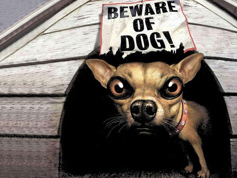 Beware Of Dog !!!, 3d-art, beware, signboard, funny, abstract, dog, HD wallpaper