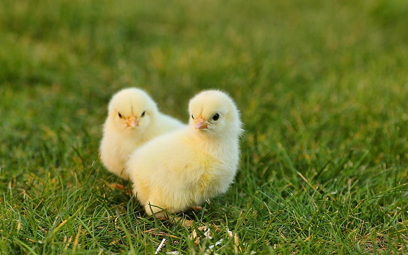 chickens, green grass, cute animals, little chickens, farm, HD wallpaper