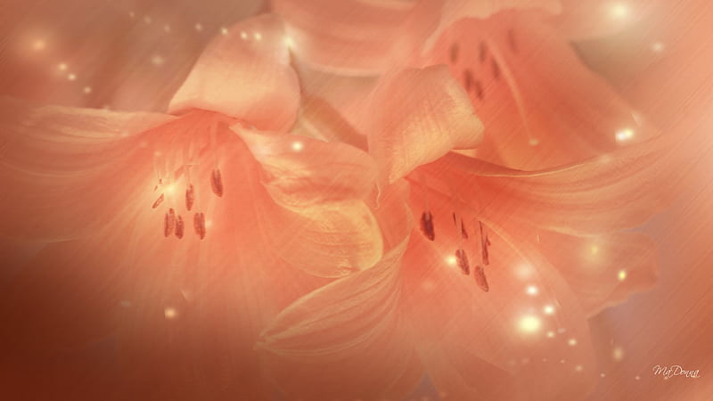Lily Transparent, orange, transparent, firefox persona, spring, salmon, bright, summer, flowers, lily, light, HD wallpaper