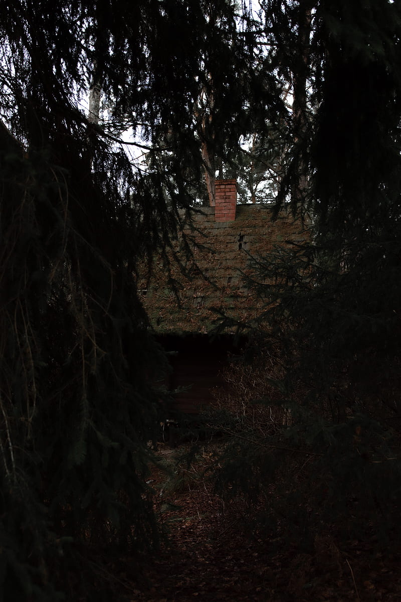 forest, dark, hut, old, trees, HD phone wallpaper