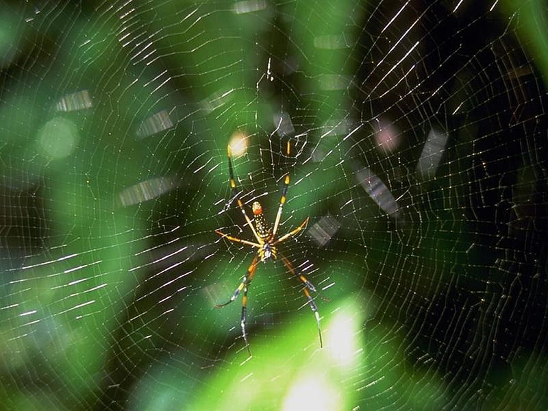 Arachnid - Spider 1 graphy, web, insect, wildlife, arachnid, spider, animal, HD wallpaper