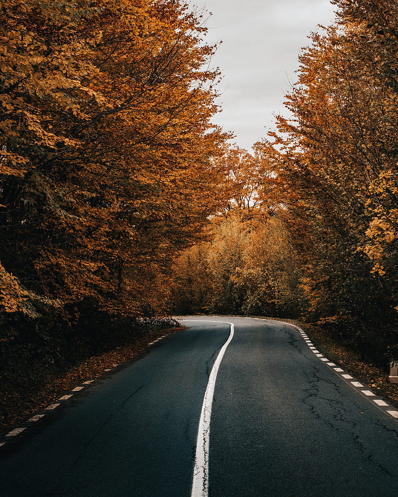 road, asphalt, turn, trees, autumn, HD phone wallpaper