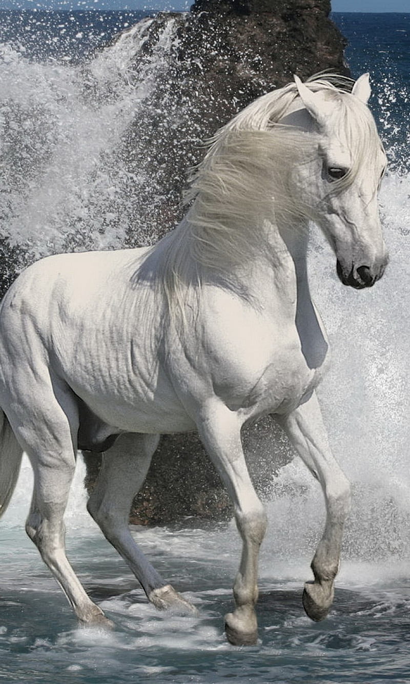 Stallion , animals, beach, equine, horse, water, white stallion, HD phone wallpaper