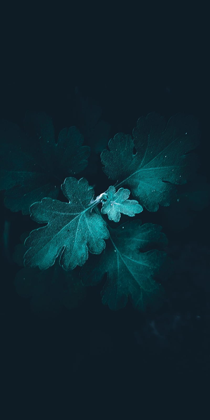 Leaves, dark, green, nature, starrr editzz, HD phone wallpaper | Peakpx