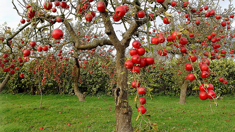 Beautiful Orchard, apple, red, grass, apples, bonito, trees, orchard, HD wallpaper