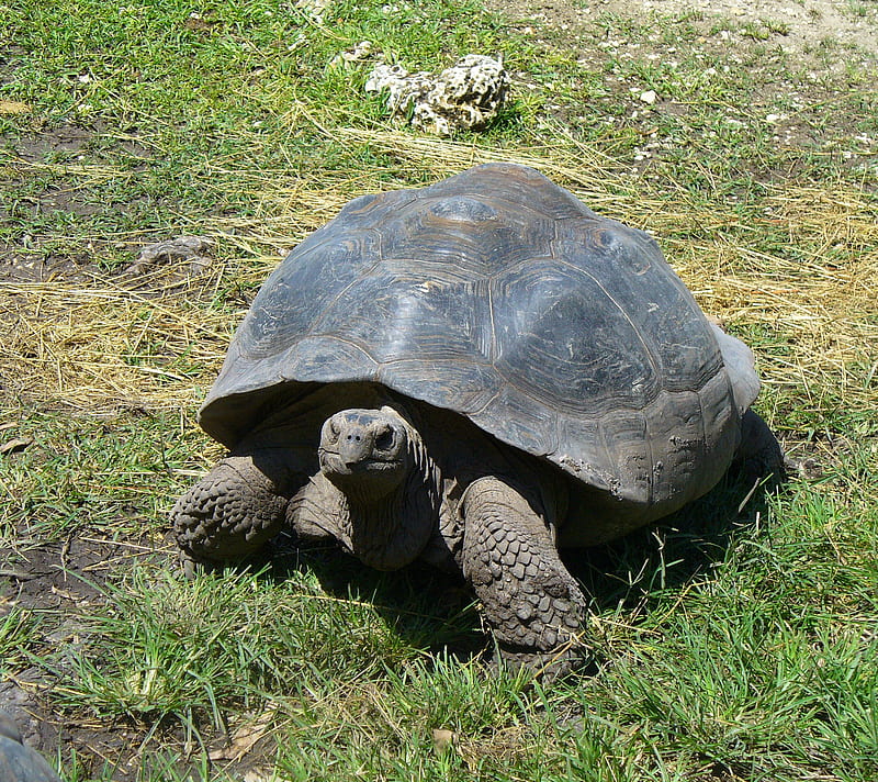 Galapago Tortoise, galapago, giant, grass, reptile, tortoise, turtle, HD wallpaper