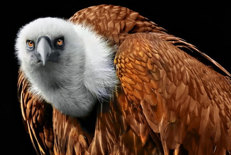 Griffon vulture, scavenger, griffon, vulture, bird, HD wallpaper