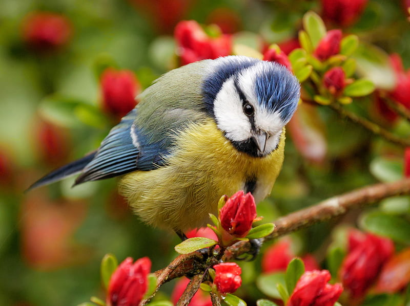 Blue Tit, red, bird, pasare, flower, yellow, spring, branch, HD wallpaper