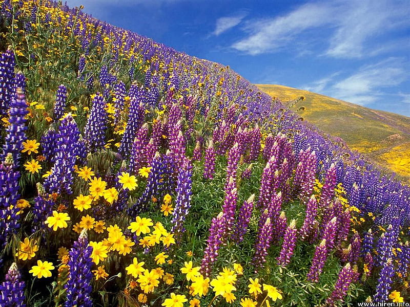 The Scent of Spring, mountainside, california, springtime, wildflowers, HD wallpaper