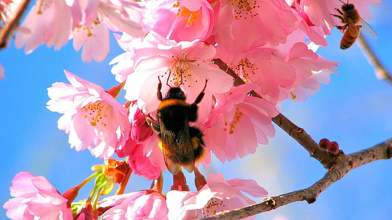 Its Spring Time, bee, flowers, nature, cherryblossoms, sky, blooming, pink, HD wallpaper