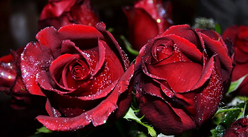 hermosas rosas *, rosas rojas, flores, rosas, ramo, Fondo de pantalla HD |  Peakpx