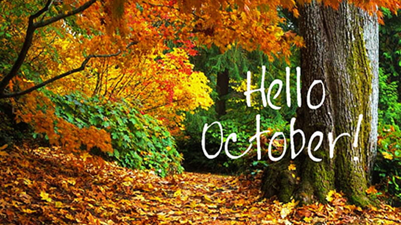 Hello October Colorful Autumn Trees Forest Background October, HD wallpaper