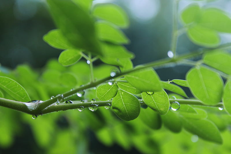 focus graphy of moringa leaf, HD wallpaper