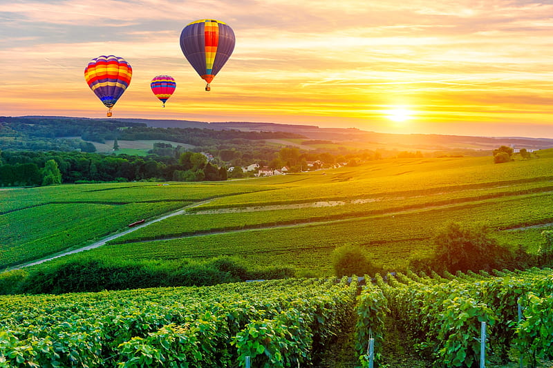 Hot air balloons over vineyard, colorful, fiery, flight, vineyard, France, bonito, sunset, sky, mountain, rays, balloons, air, hot, champagne, HD wallpaper