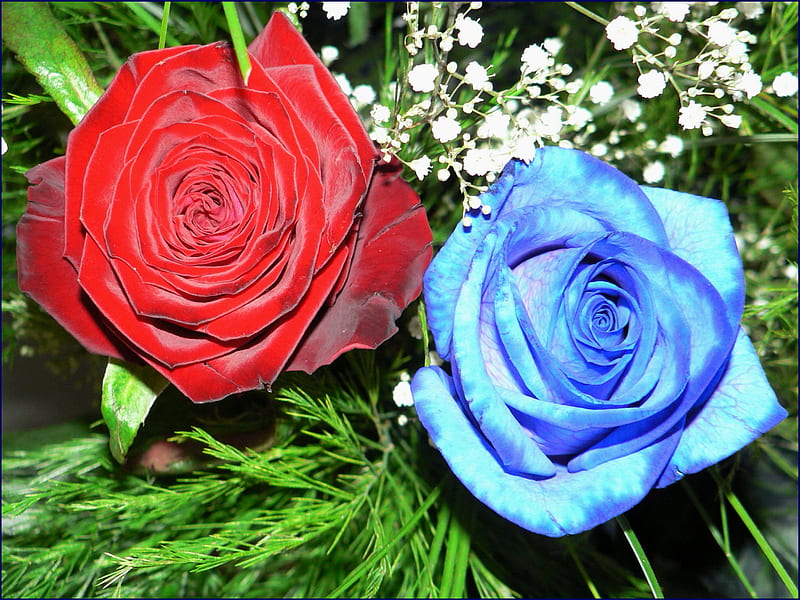 Rosas rojas y azules, rojas, bonitas, rosas, azules, Fondo de pantalla HD |  Peakpx