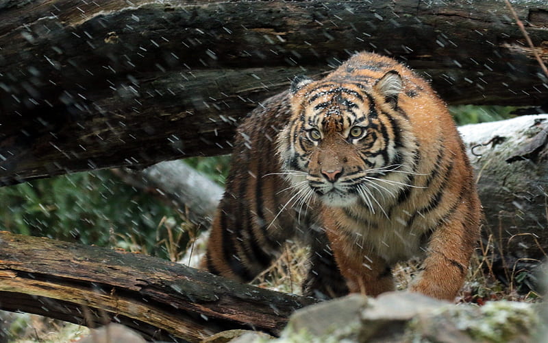 tiger, wildlife, predators, sumatran tiger, HD wallpaper