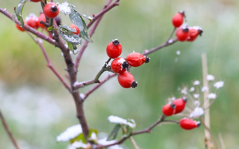 Rosehips at Winter, fruit, winter, branch, rosehips, HD wallpaper