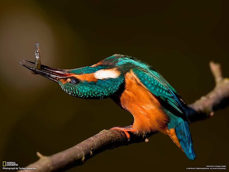 Kingfisher, colourful, bird, strange pose, funny, animal, HD wallpaper