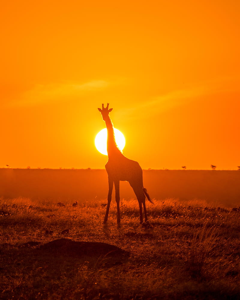 giraffe, silhouette, light, sun, sunset, HD phone wallpaper