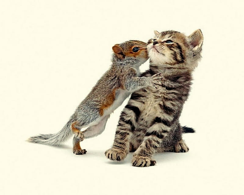 Sweet Love, squirrel, feline, kissing, cat, kitten, HD wallpaper