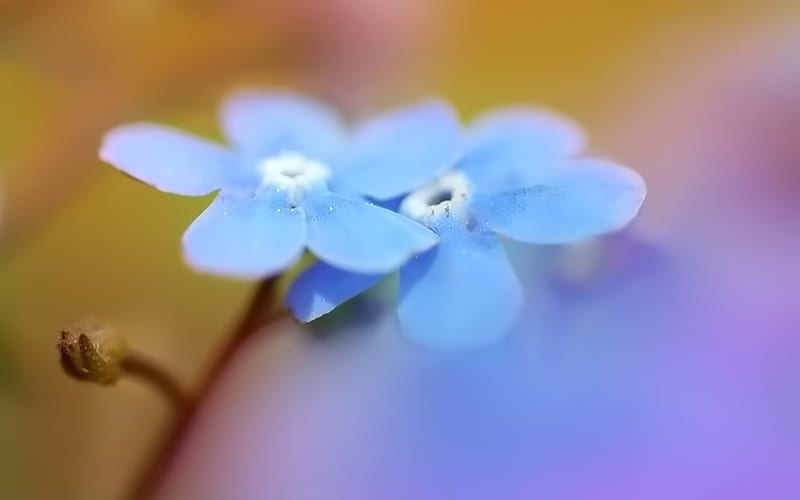 pairs of blue wild flowers, HD wallpaper