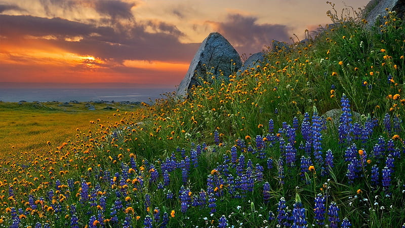 Lovely Sunset, rocks sun, rock, grass, sunset, nice, stones, mounts, wildflowers, landscapes, flowers, hills, peisaje, purple, mountains, violet, scenic, summer time, bonito, green, papillon, scenery, beije, butterflies, paisagem, nature, field of flowers, scene, flowers, orange, yellow, clouds, cenario, landscape, beach, flowers field, scenario, butterfly, splendor, beauty, sunrise, , lovely, cena, sky, panorama, cool, awesome, landscape, field, colorful, gray, twilight, sea graphy, yellow flowers, light, amazing view, wild flowers, sunlight, colors, peaceful, summer, HD wallpaper
