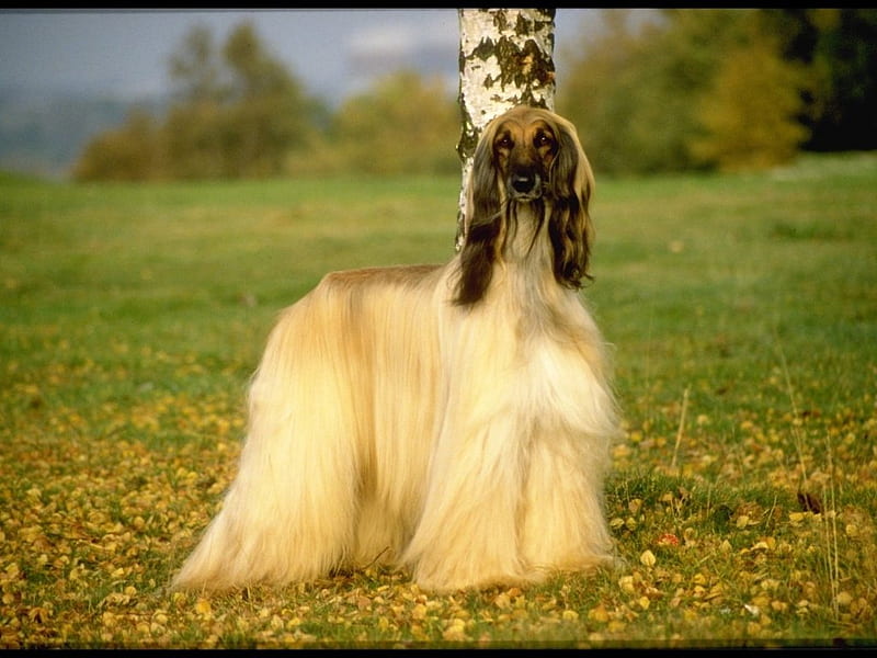 Lovely Afghan Hound, autumn, lovely, grass, afghan hound, dog, HD wallpaper