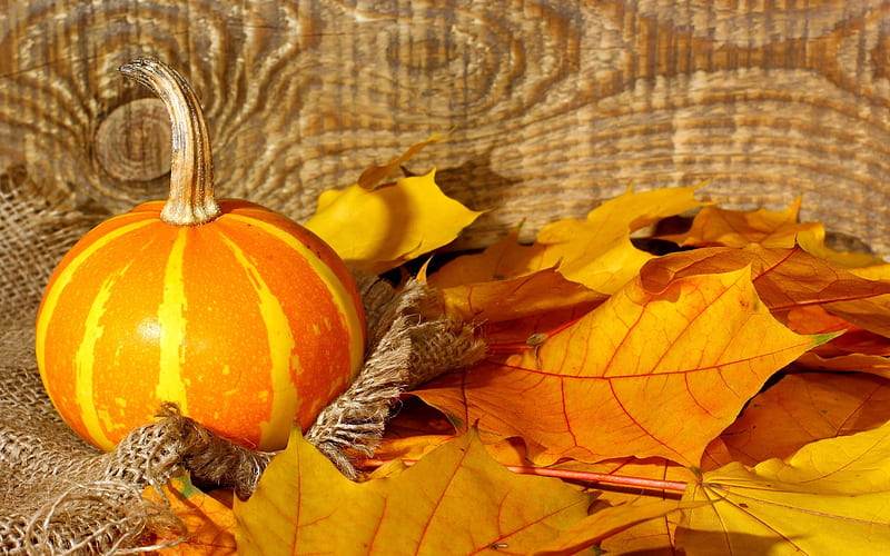 Pumpkins And Yellow Leaves, Yellow, Leaes, Pumpkins, Nature, HD wallpaper