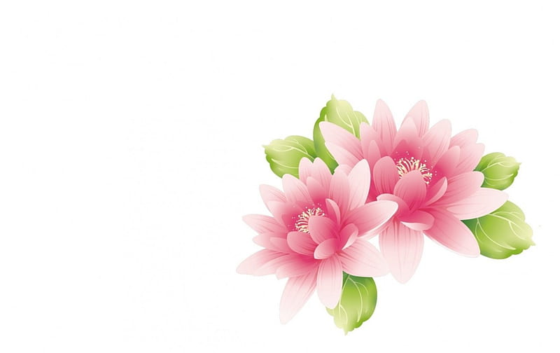 Lotuses, lotus, green, flower, white, pink, card, HD wallpaper