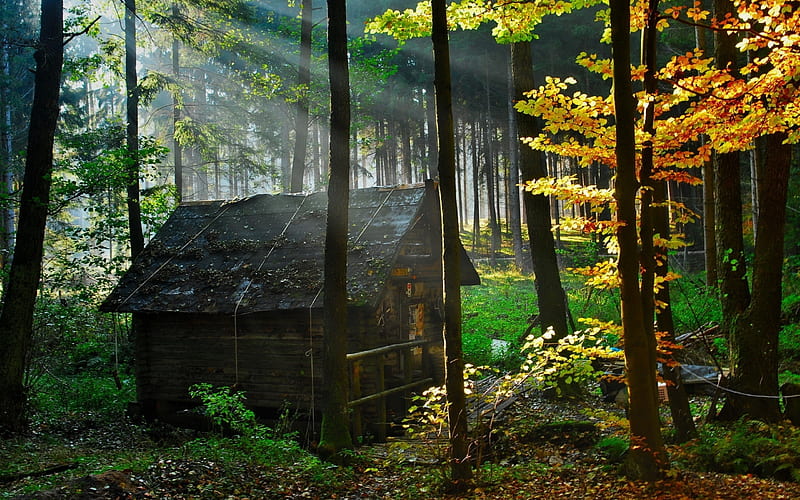 The cabin in the woods, cabin, trees, rays, wood, HD wallpaper