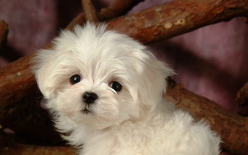 white puuppy, cute, entertainment, funny, abstract, animals, puppy, dog, HD wallpaper