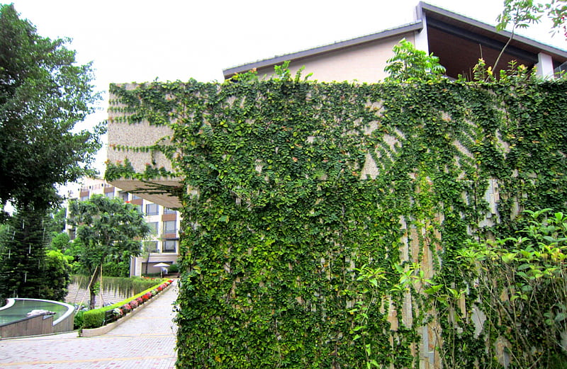 Fertilife, vines, hot spring hotel, fpowers, HD wallpaper Fertilife, vines, hot spring hotel, fpowers, HD wallpaper