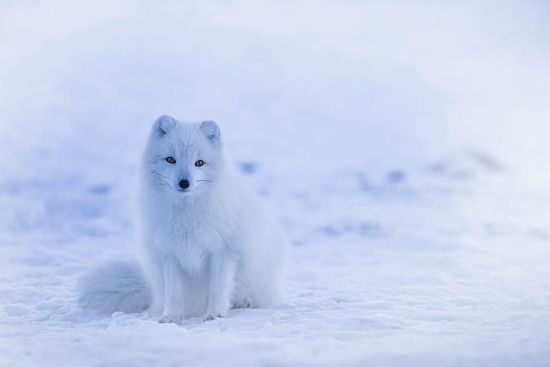 Arctic Fox, fox, animals, HD wallpaper