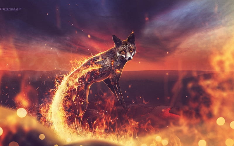Firefox, 2016, fox, browser, Fire, fast, HD wallpaper