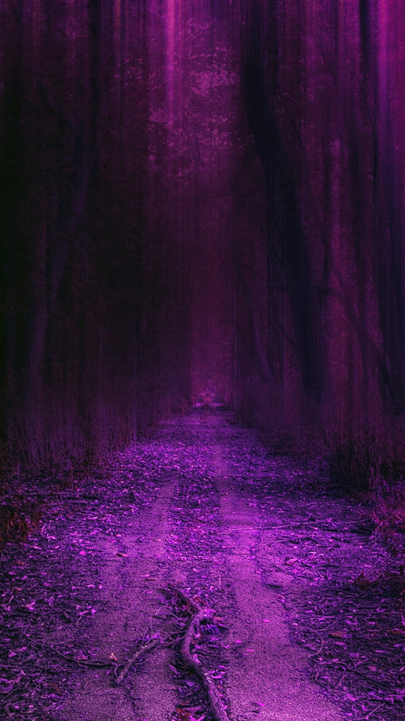 purple forest, natural, nature, new, nice, trees, HD phone wallpaper