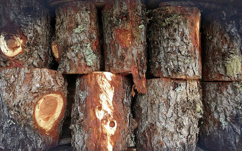 log wood texture, pine texture, wood bark texture, wooden background, wood texture, HD wallpaper